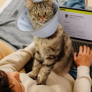 Best Pet Insurance for Cats Breed-Related Conditions and What Policies Cover