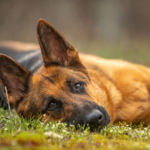 Best Pet Insurance for German Shepherds Hereditary Conditions and Policy Considerations