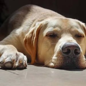 Best Pet Insurance for Labrador Retrievers What to Look for in Coverage