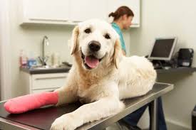 How to File a Pet Insurance Claim Step-by-Step Guide for Reimbursement
