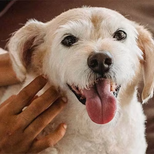Is Pet Insurance Worth It? How to Decide Based on Age, Breed, and Budget