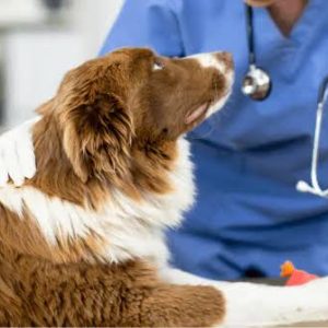 Pre-Existing Conditions and Pet Insurance What Is Usually Covered and What Is Not