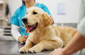 What Does Pet Insurance Not Cover Common Exclusions, Waiting Periods, and Limits